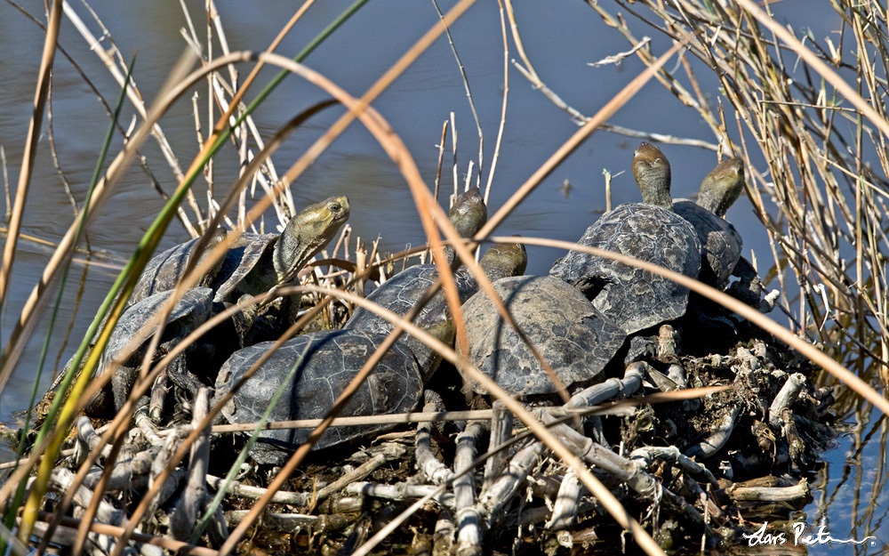 Iberisk bäcksköldpadda