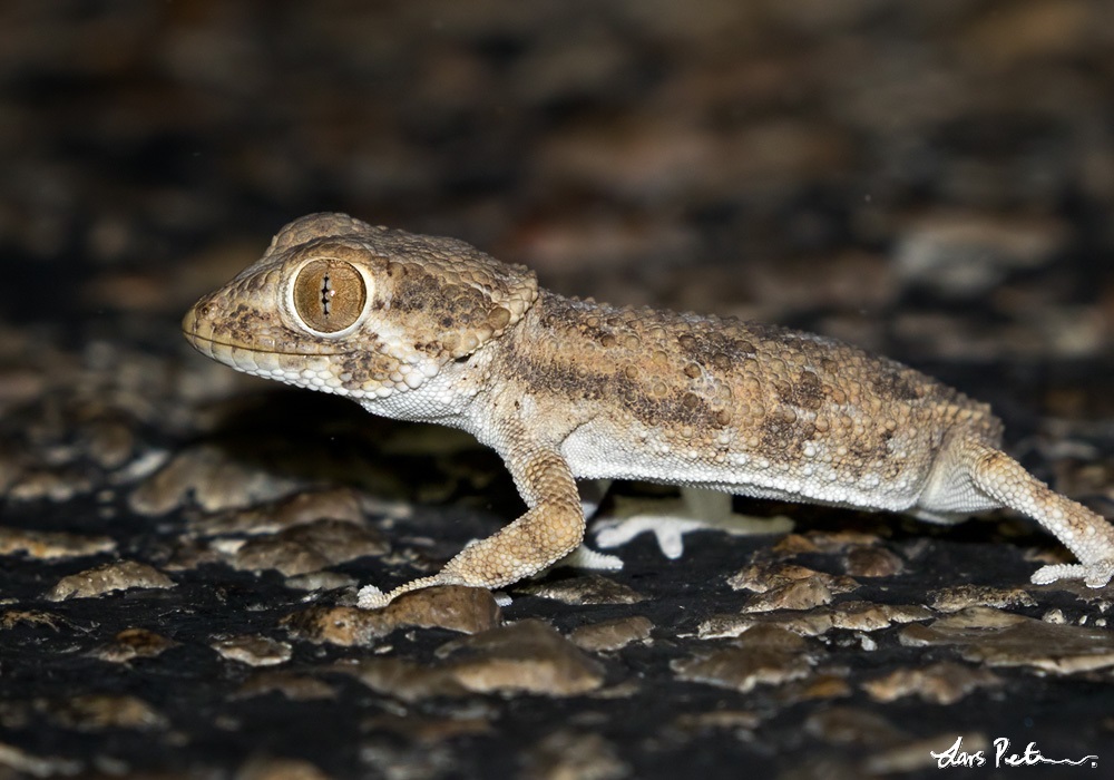 Helmethead Gecko