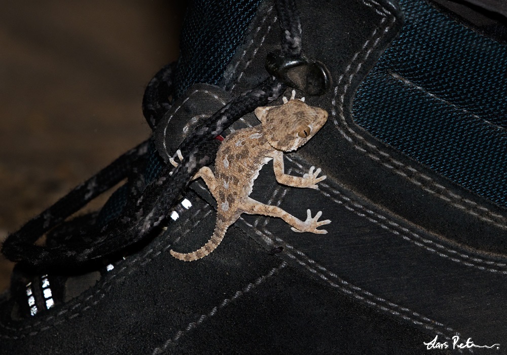Helmethead Gecko