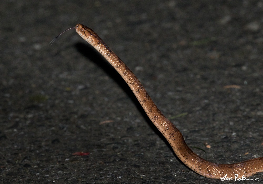 Alishan Slug Eater (Formosa Slug Snake)