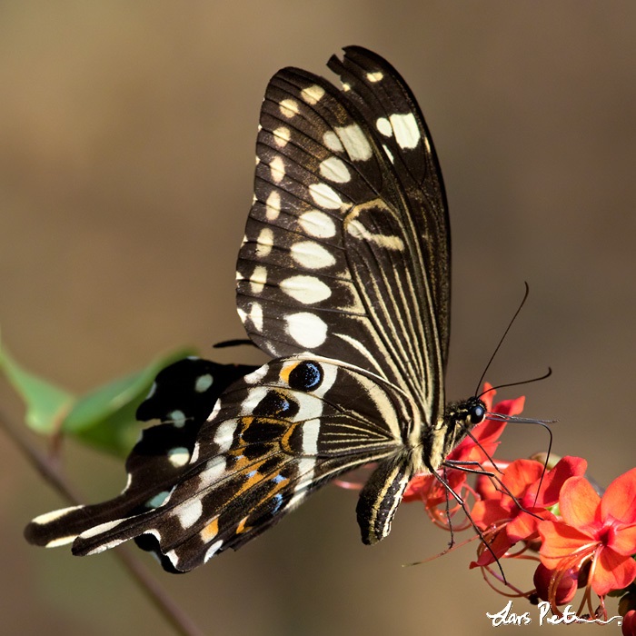 Central Emperor Swallowtail