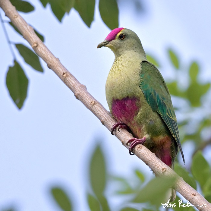 Red-bellied Fruit Dove