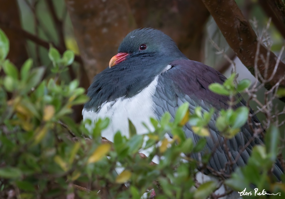 Chatham Pigeon