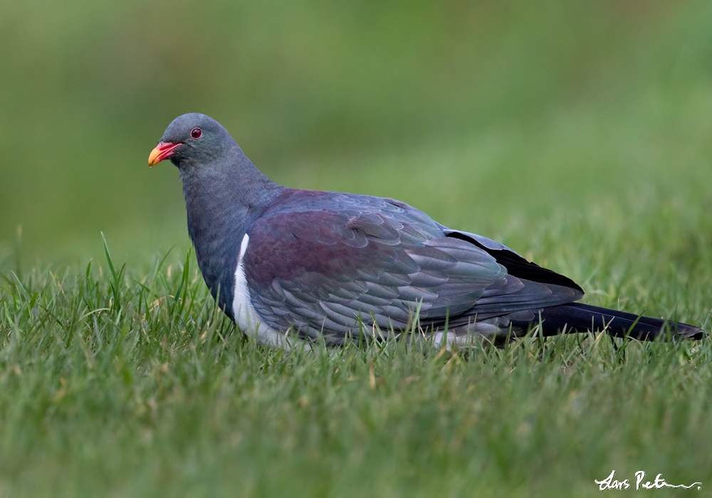 Chatham Pigeon