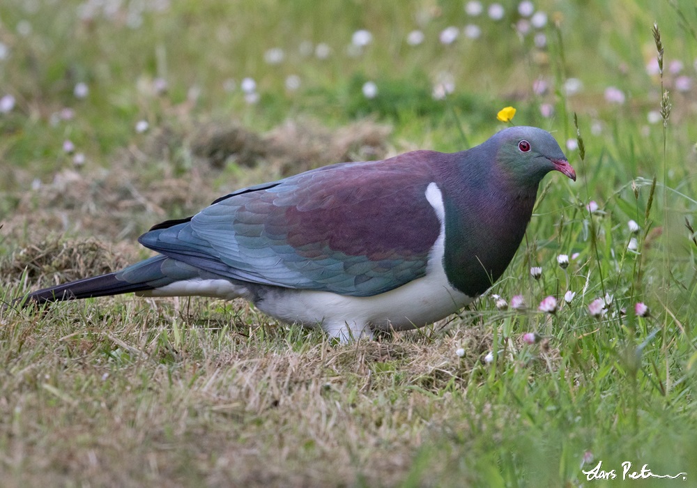 New Zealand Pigeon