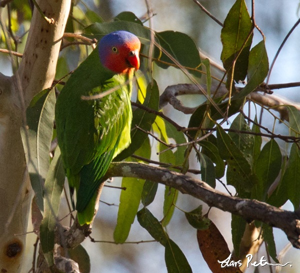 Red-cheeked Parrot | Papua New Guinea - remote | Bird images from ...