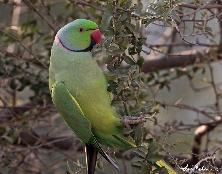 Rose Ringed Parakeet Northern India Bird Images From Foreign Trips