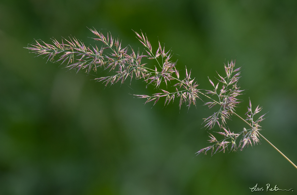 Rough Small-reed