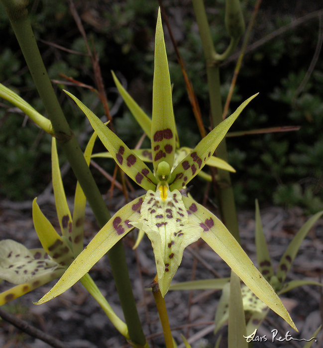 Spider Orchids sp