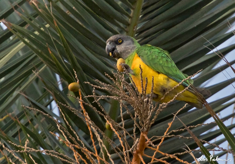 Senegal Parrot
