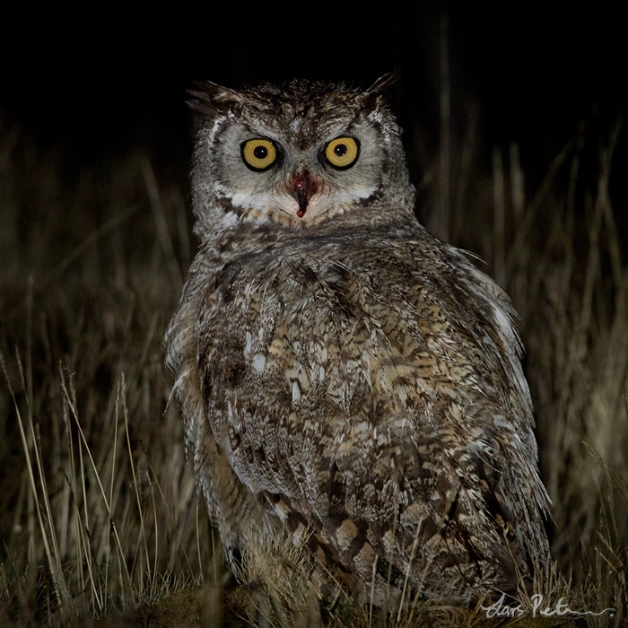 Lesser Horned Owl