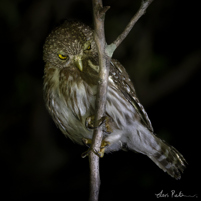 Tucuman (Ferruginous) Pygmy Owl