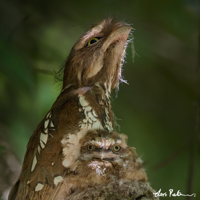 Sumatran Frogmouth
