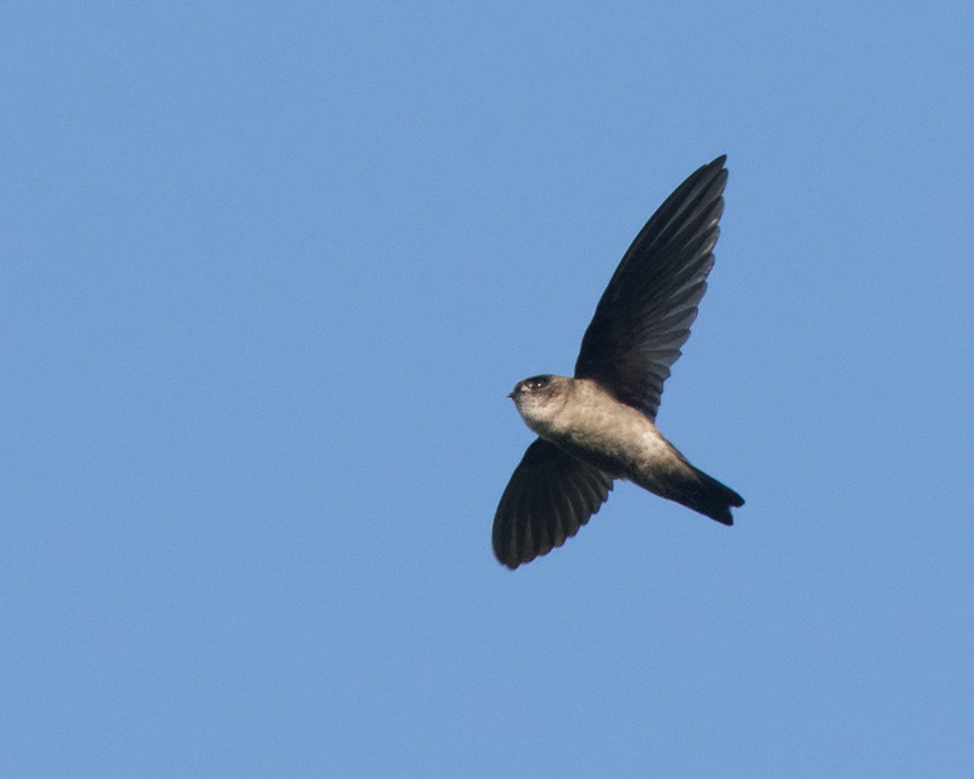 Glossy Swiftlet