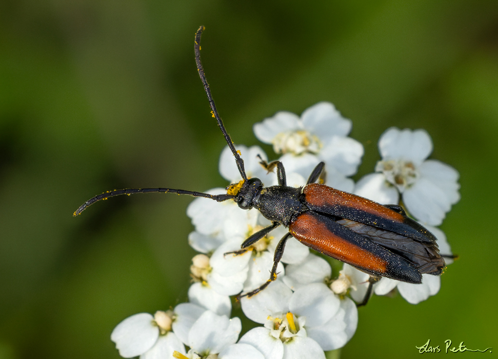 Meadow Longhorn Beetle