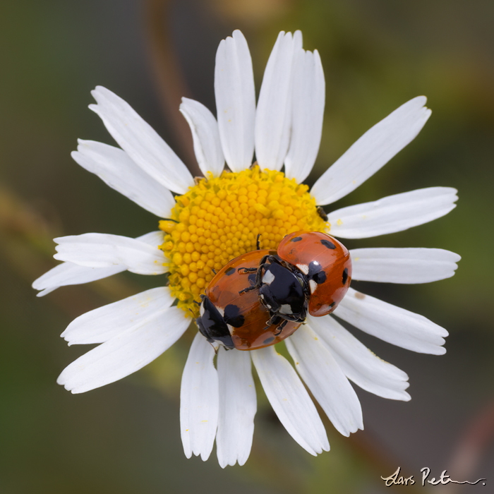 Sevenspotted Ladybird