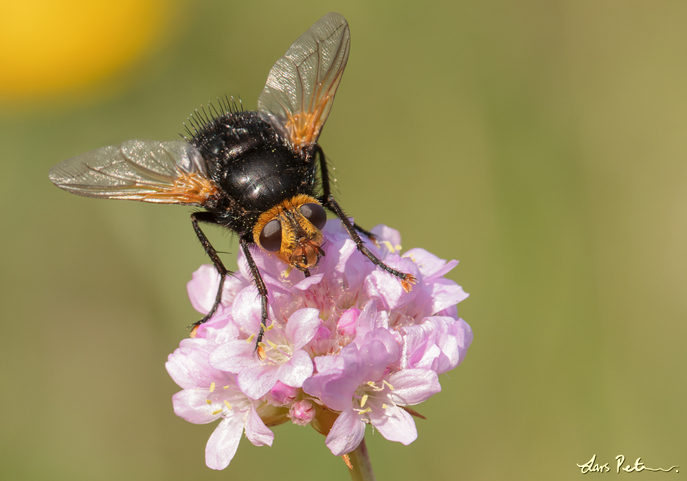 Giant Tachinid Fly
