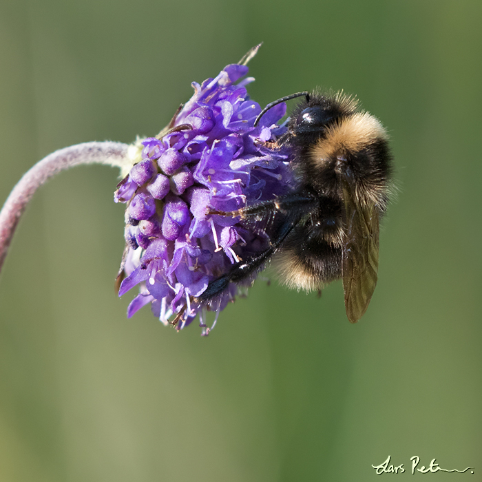 Bumblebee sp
