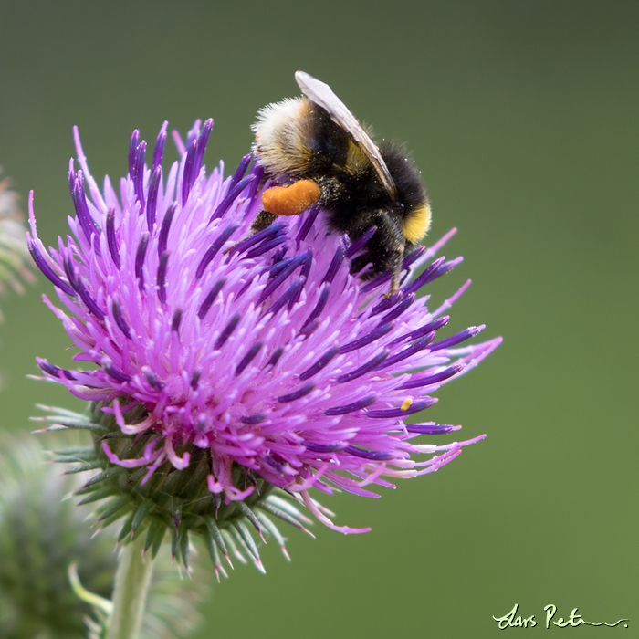 Bumblebee sp