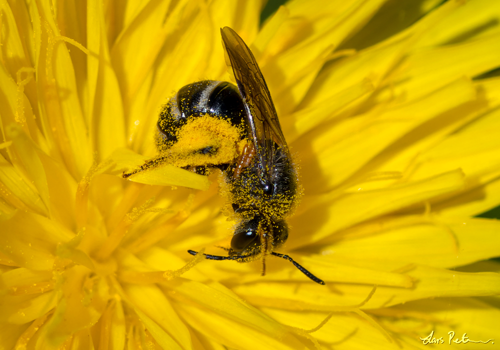 Banded Furrow Bee sp