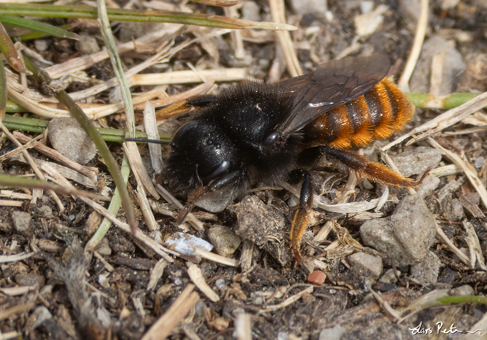 Red-tailed Mason Bee