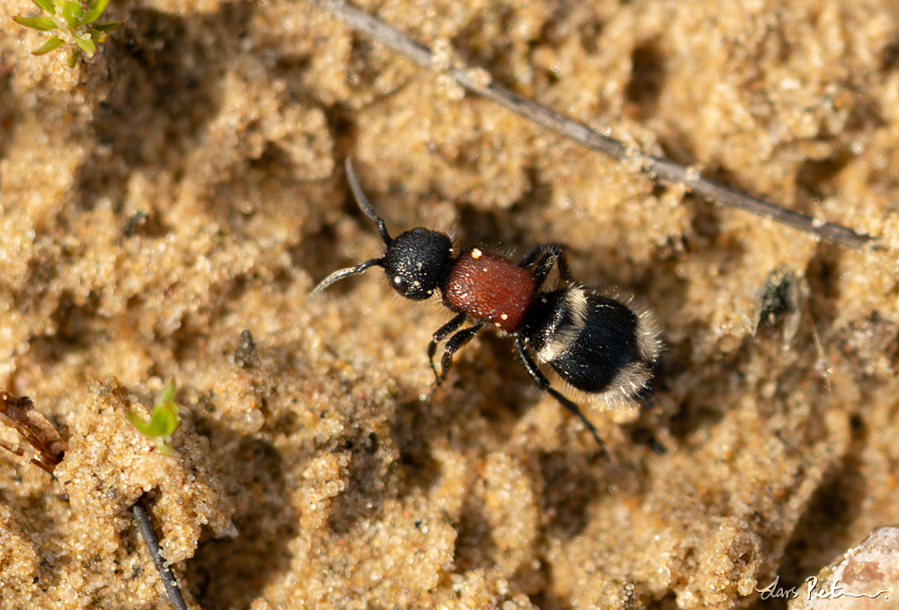 Large Velvet Ant