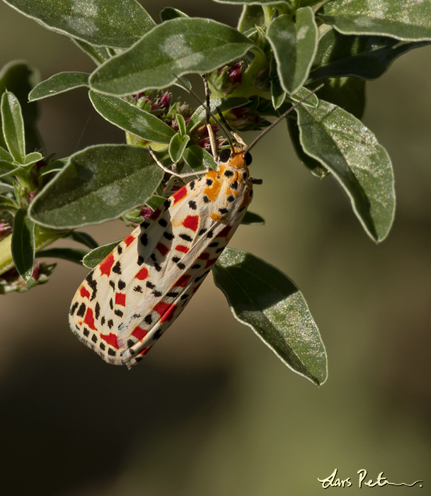 Crimson-speckled Moth