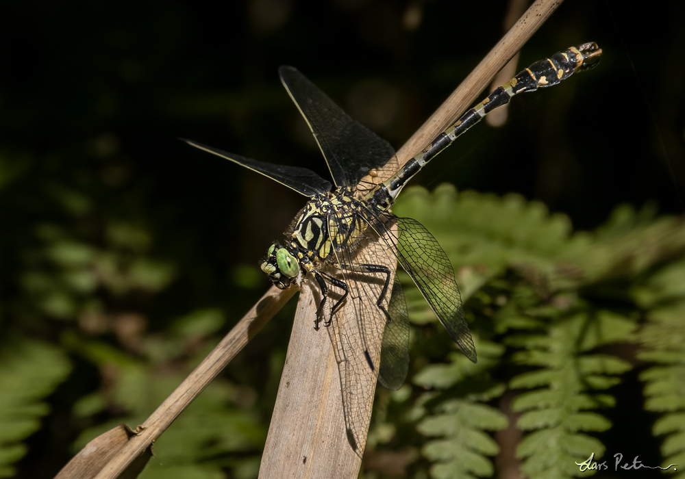 Green-eyed Hook-tailed Dragonfly