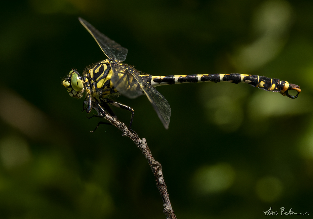 Small Pincertail