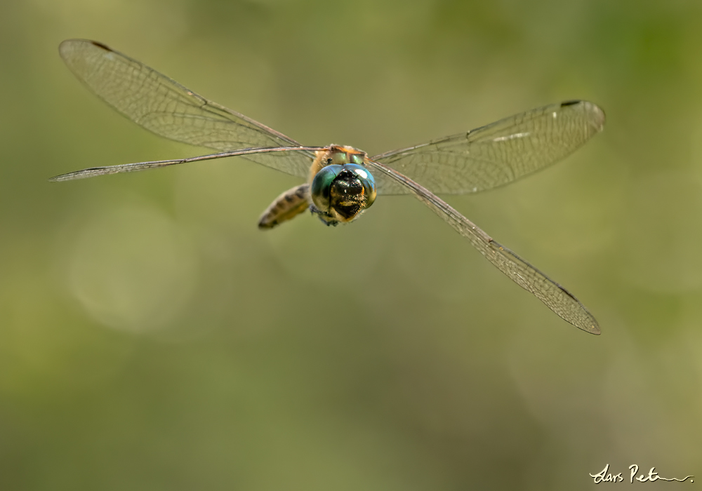 Yellow-spotted Dragonfly