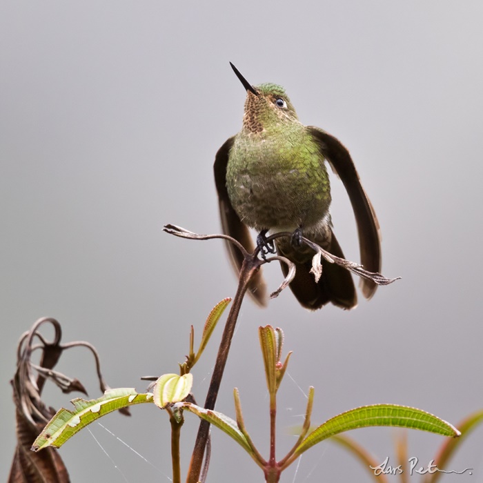 Fiery-throated Metaltail