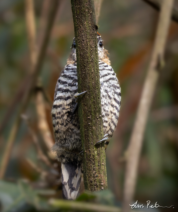 Ochre-collared Piculet
