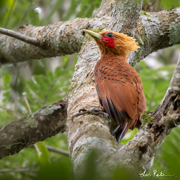 Chestnut-colored Woodpecker