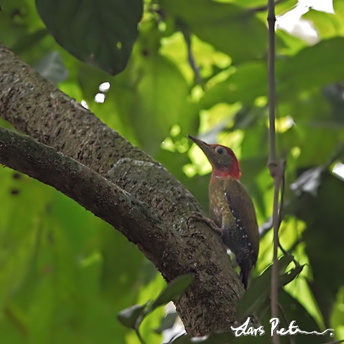 Red-collared Woodpecker