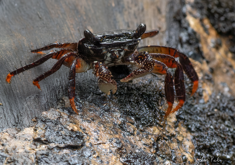 Purple Mangrove Crab