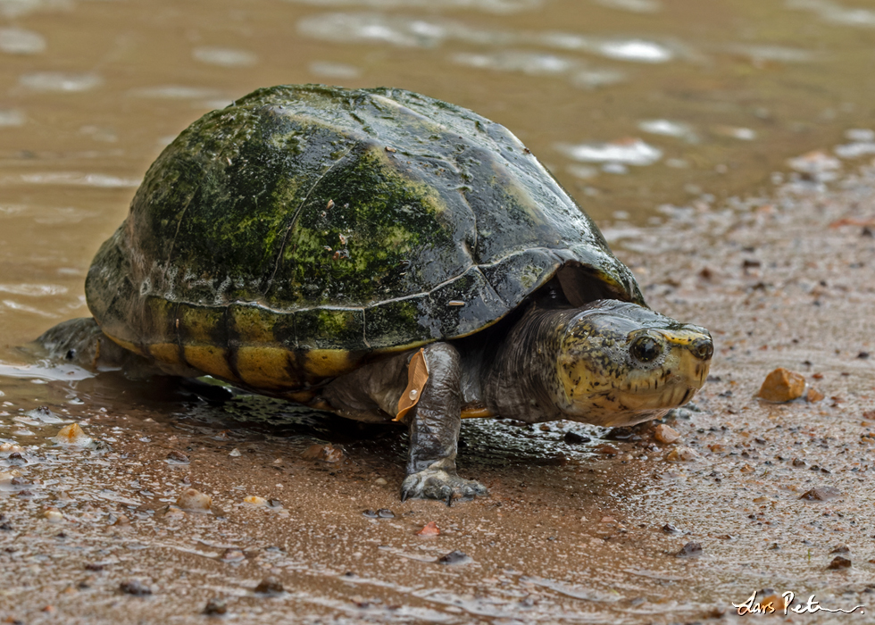 Scorpion Mud Turtle