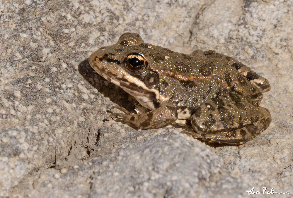 Iberian Water Frog