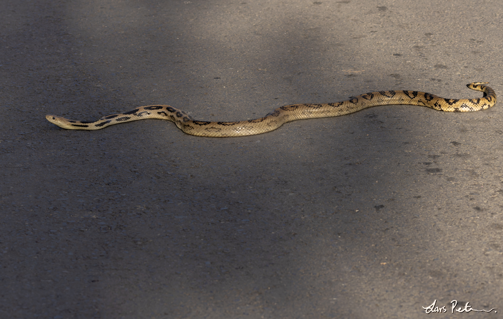 Middle American Gopher Snake