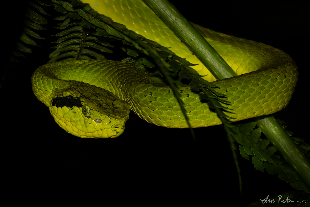 Yellow-blotched Palm Pit Viper