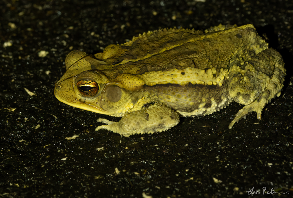 Central American Gulf Coast Toad