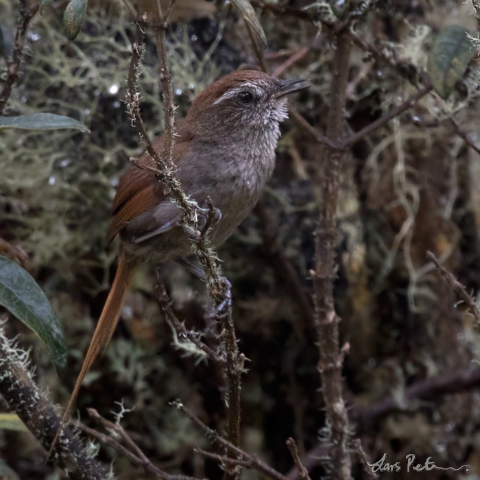 White-chinned Thistletail