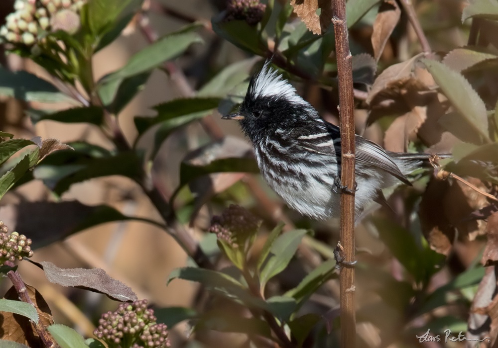 Pied-crested Tit-Tyrant