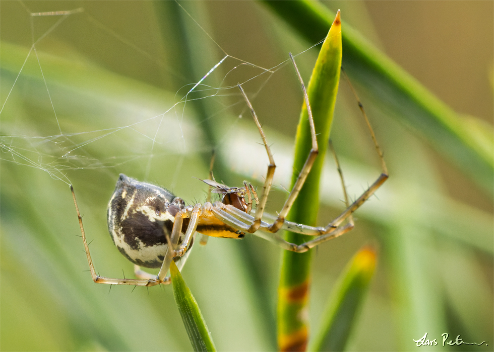 Common Sheetweb Spider