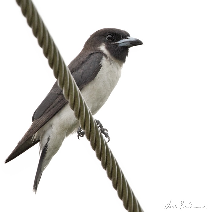 Fiji Woodswallow