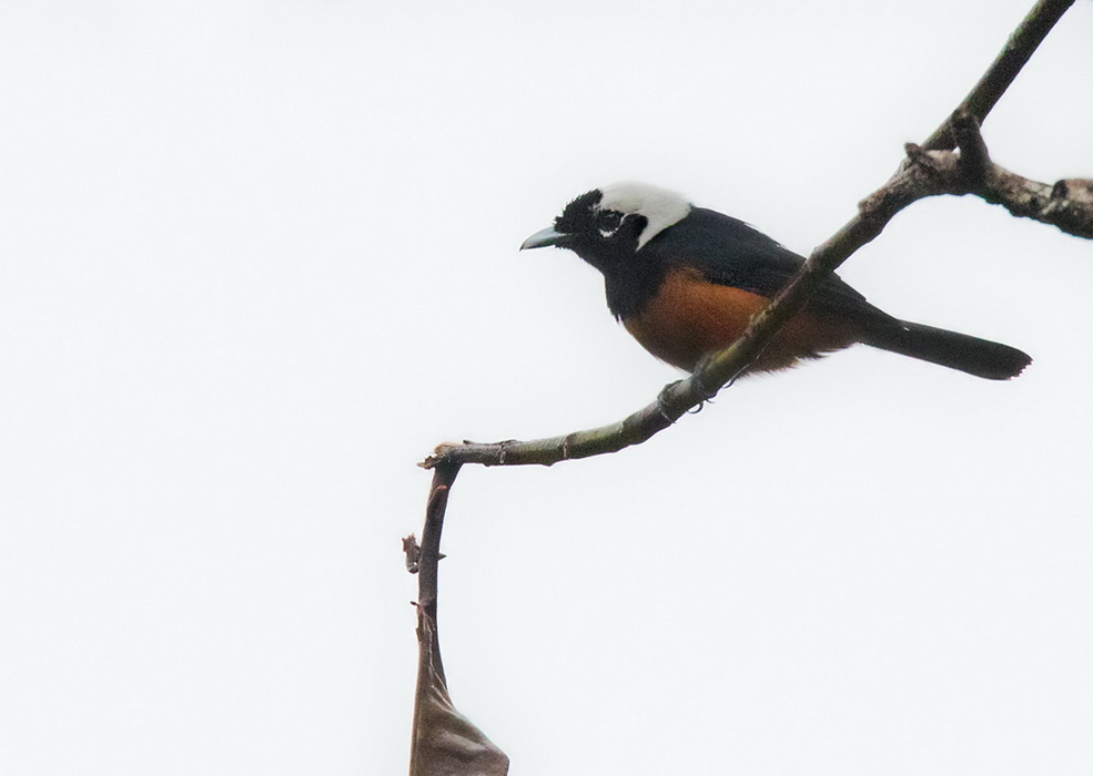 White-capped Monarch