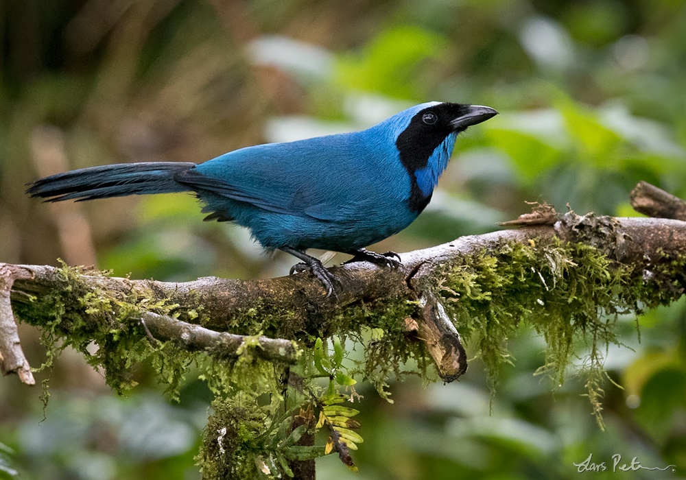Turquoise Jay | Northern Ecuador | Bird images from foreign trips ...