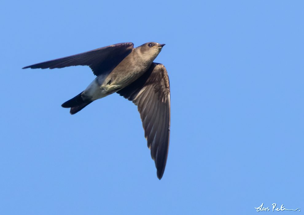Ridgway's Rough-winged Swallow