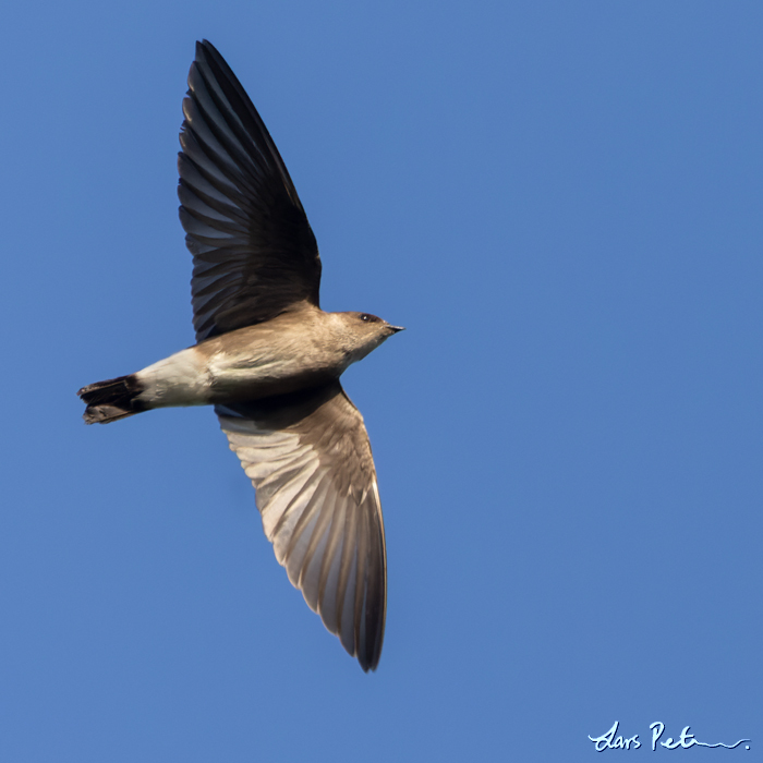 Ridgway's Rough-winged Swallow