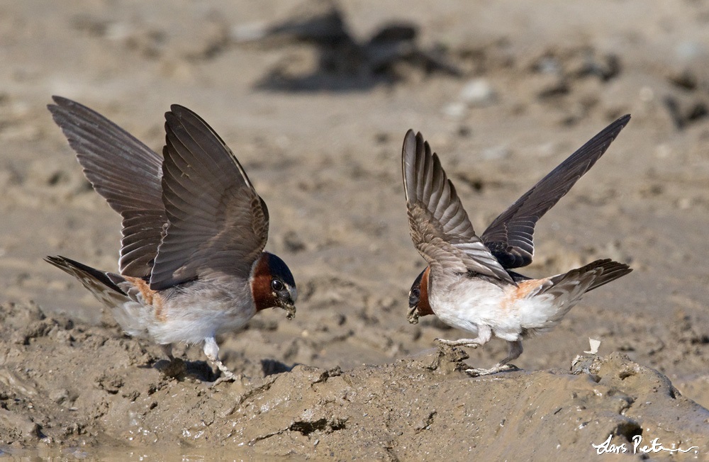 American Cliff Swallow