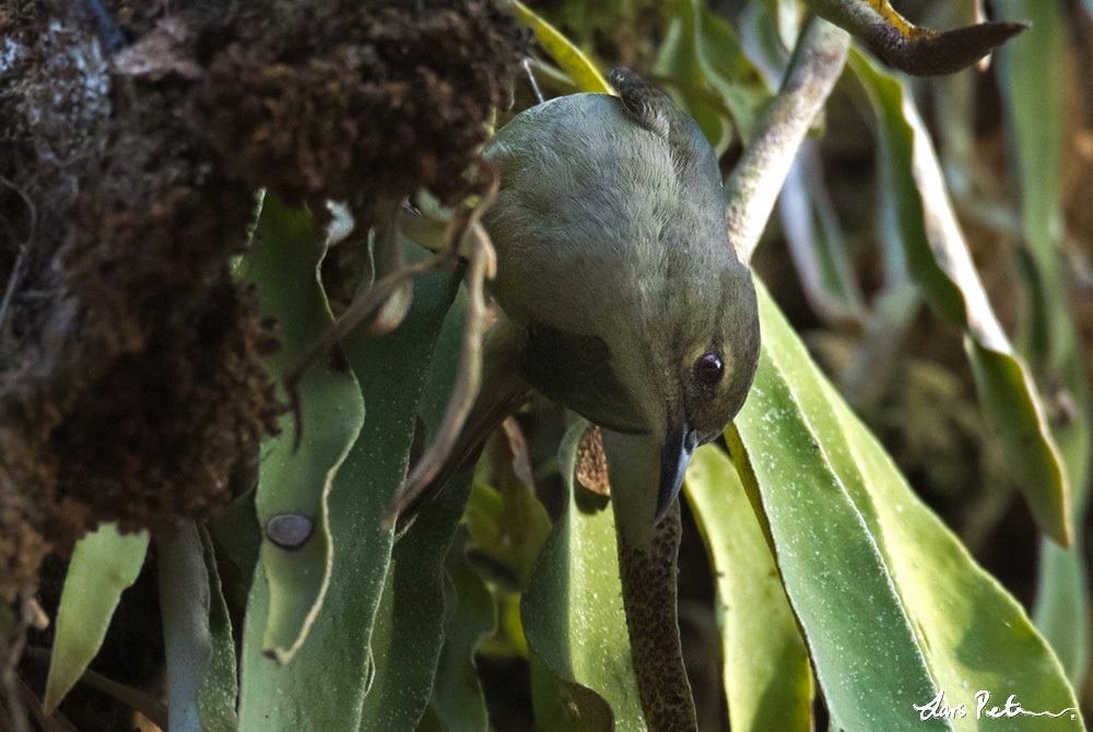 Grey-chinned Sunbird
